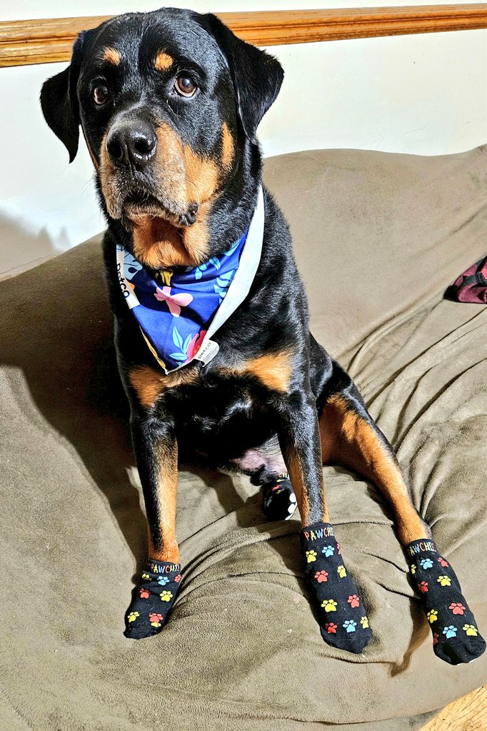 Day 9: Lost Sock

'All these lost socks, but you know what socks are NOT missing? These dumb socks that Mom makes me wear sometimes if I start slip sliding too much on our floors. Nope, they're right here. All 4 of them.' 🐾🐾

#PostAFavPic4VioletMay24
#DogsofTwitter
#DogsofX