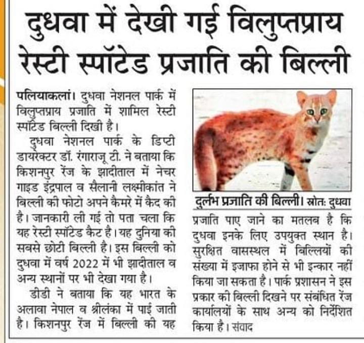 Good News from Dudhwa, there are a total of 6 species of wild felines recorded in DTR and Rusty Spotted Cat is very rare to sight…!