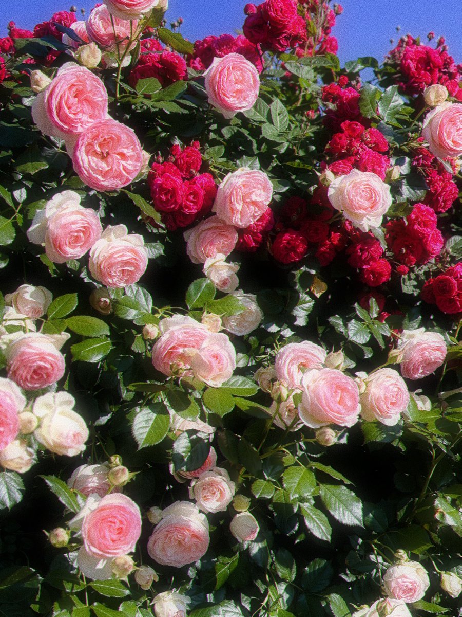 _97626's tweet image. バラ園楽しすぎて毎日通いたい