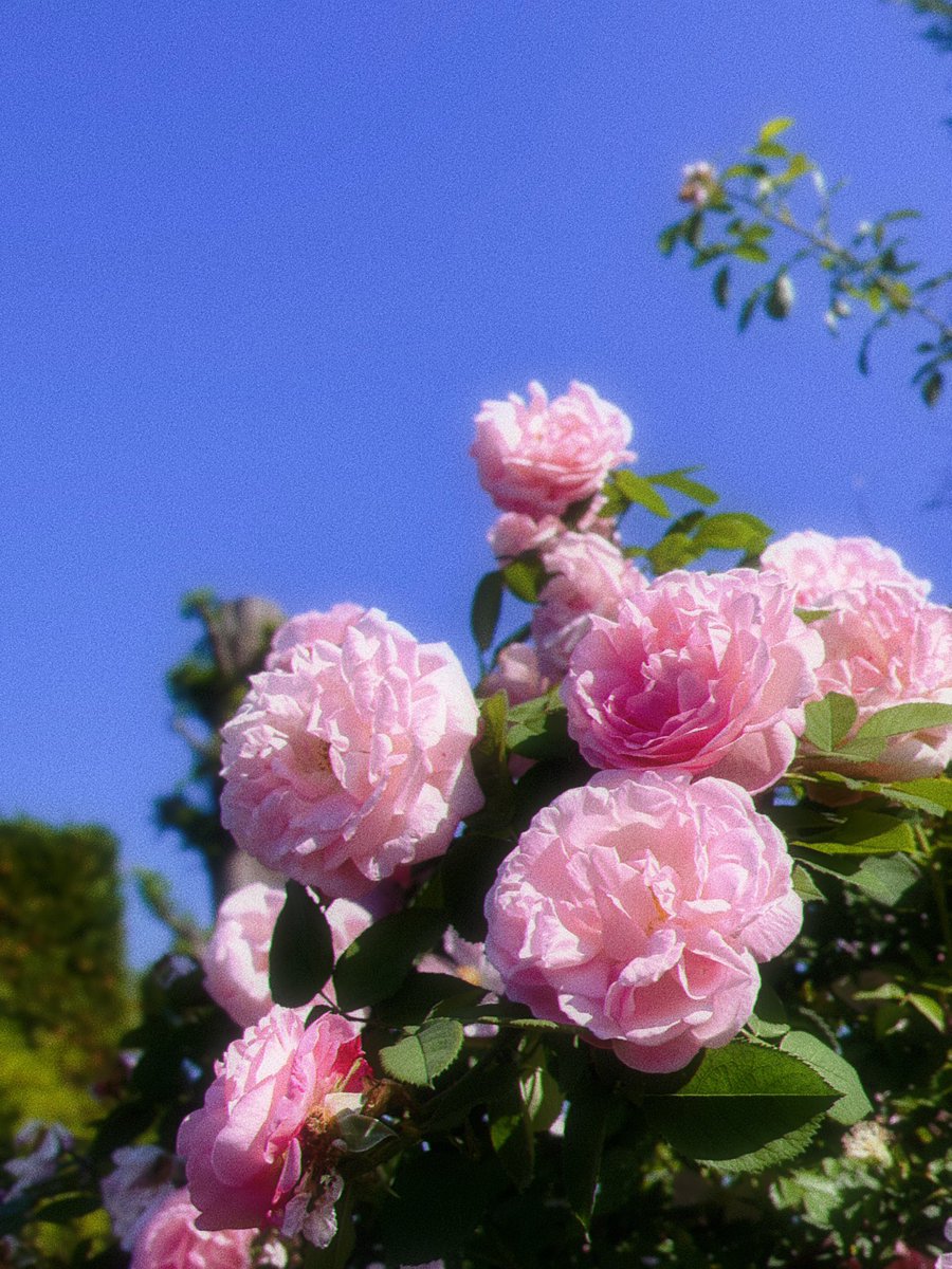 _97626's tweet image. バラ園楽しすぎて毎日通いたい