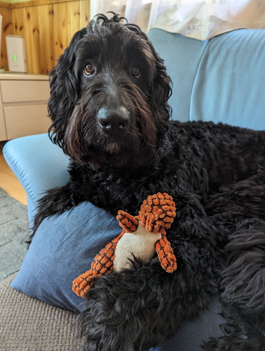 新しい相棒🦖

 #バーニードゥードル  #bernedoodle  #doodle  #超大型犬  #大型犬  #多頭飼い  #アズダイ