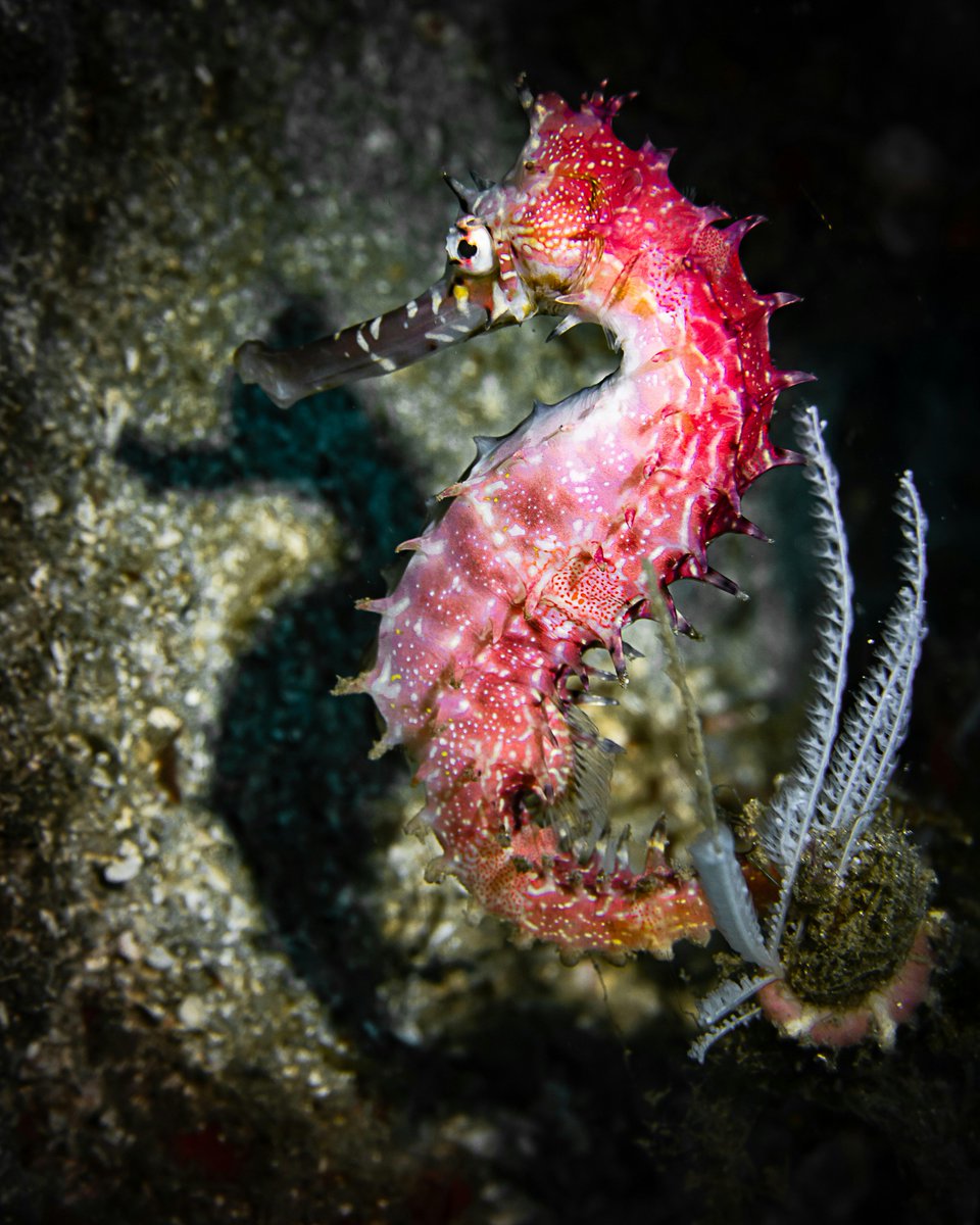 🔥Spiny Seahorse - photographed in Indonesia by Mikhail Preobrazhenskiy