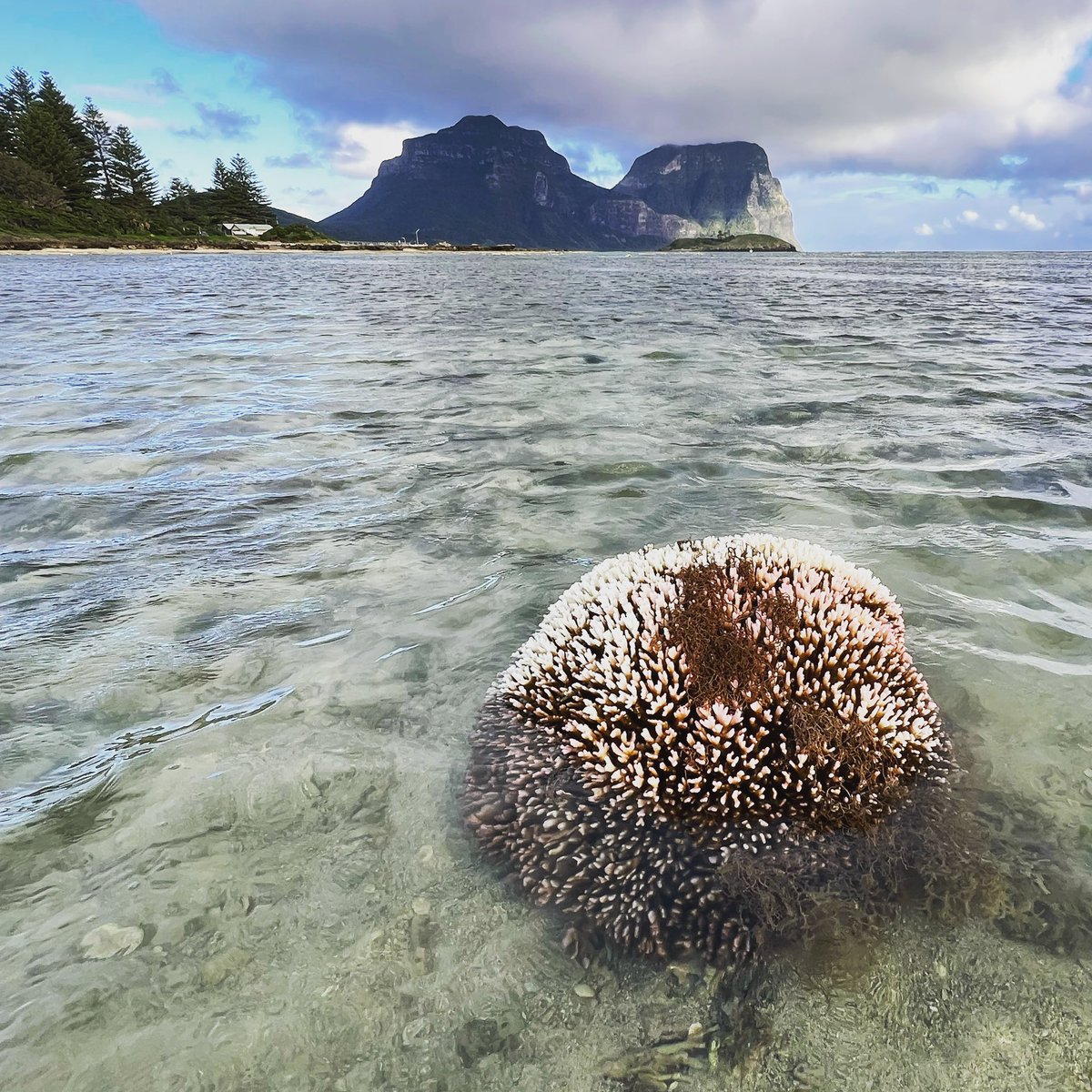 The world’s most southerly #CoralReef is at #LordHoweIsland. Earlier this year, the reef was lucky to escape most of the #bleaching associated with #OceanWarming. Sadly, the situation changed this week…