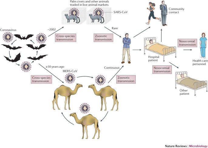 Saudi Arabia reports 4 new cases of #MERS coronavirus, 2 of which were caused by human-to-human transmission in a hospital. MERS is different from #COVID and first emerged in 2014. Most cases are linked to #Camels.