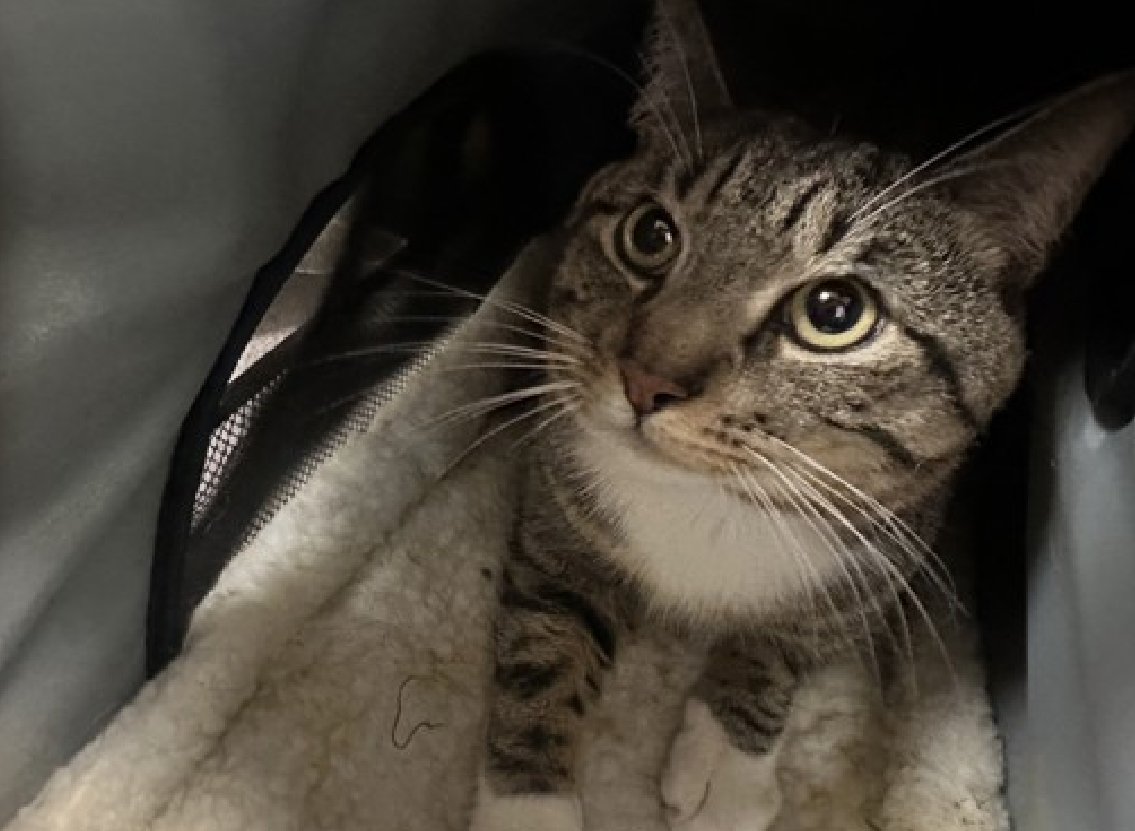 🆘🆘 ISMAEL, 2 YO, MALE – IN MANHATTAN ACC 🆘🆘 - came into the shelter as an owner surrender on 4/21/2024, with the surrender reason stated as animal behavior - aggressive towards people 😿 😿 😿 😿 NEW HOPE RESCUE ONLY😿😿😿 ISMAEL is a mainly indoors cat that loves to watch…