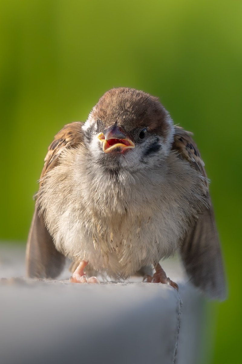 今年初観測！！！
可愛い子雀さんがやってきてくれました！！！！
めっちゃ可愛い！！！！
ごはんたくさんもらって大きくなってねー！！！
#スズメ #すずめ #スズメ観測 #ちゅん活 #sparrow #鳥 #野鳥 #野鳥撮影 #野鳥写真  #PENTAX