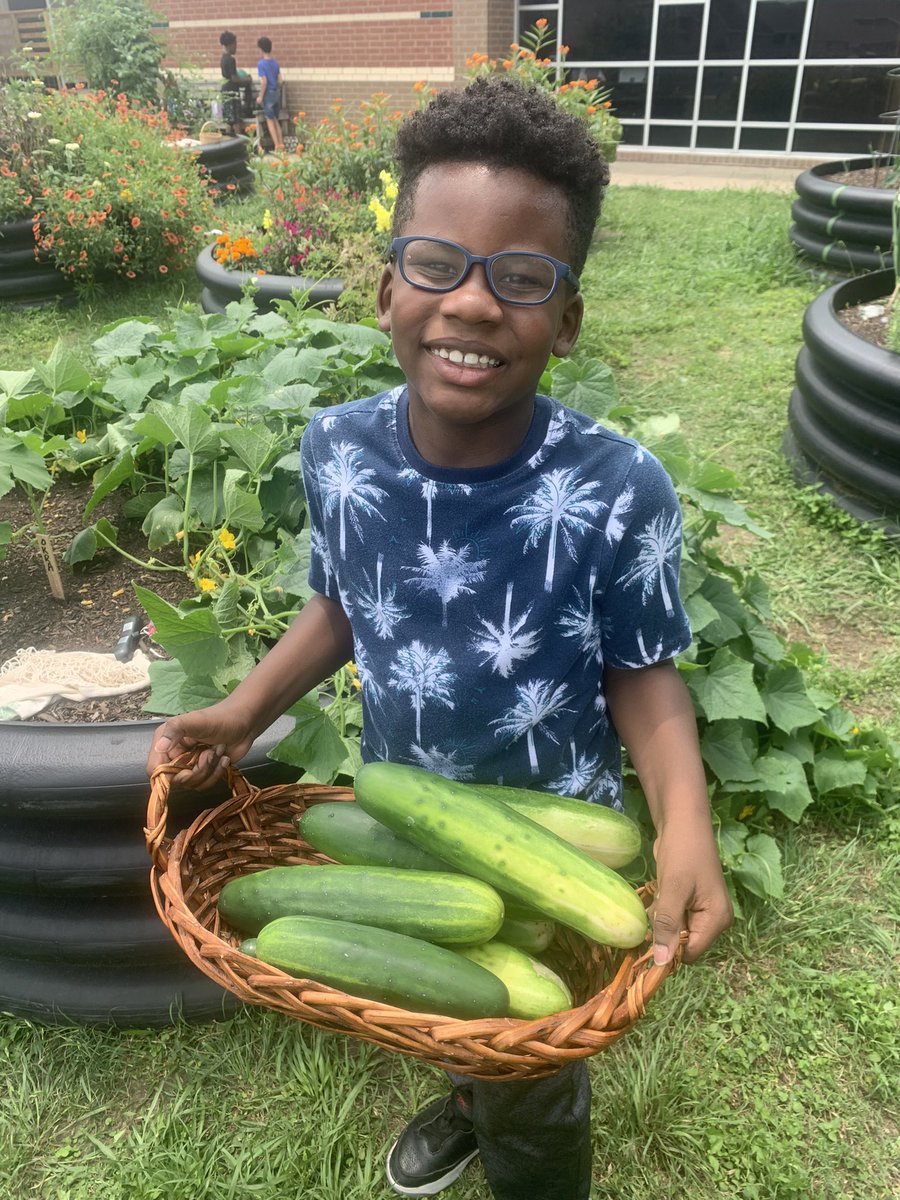 An amazing harvest of fruits and veggies happened at Postma today. 16.5 lbs cucumbers, 16 lbs potatoes, 7 lbs dragon tongues beans, small bowl of tomatoes!!! @readygrowgarden @Postma_Pumas @PostmaPTO @MrsVillegasTX @MrsChien_3rd @MsBeldingsclass