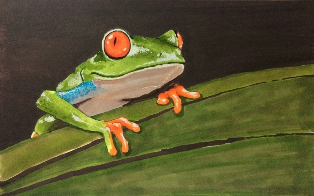 A frog I drew. Alcohol markers. (Ohuhu! And maybe some Copics? I forget)🐸🍃