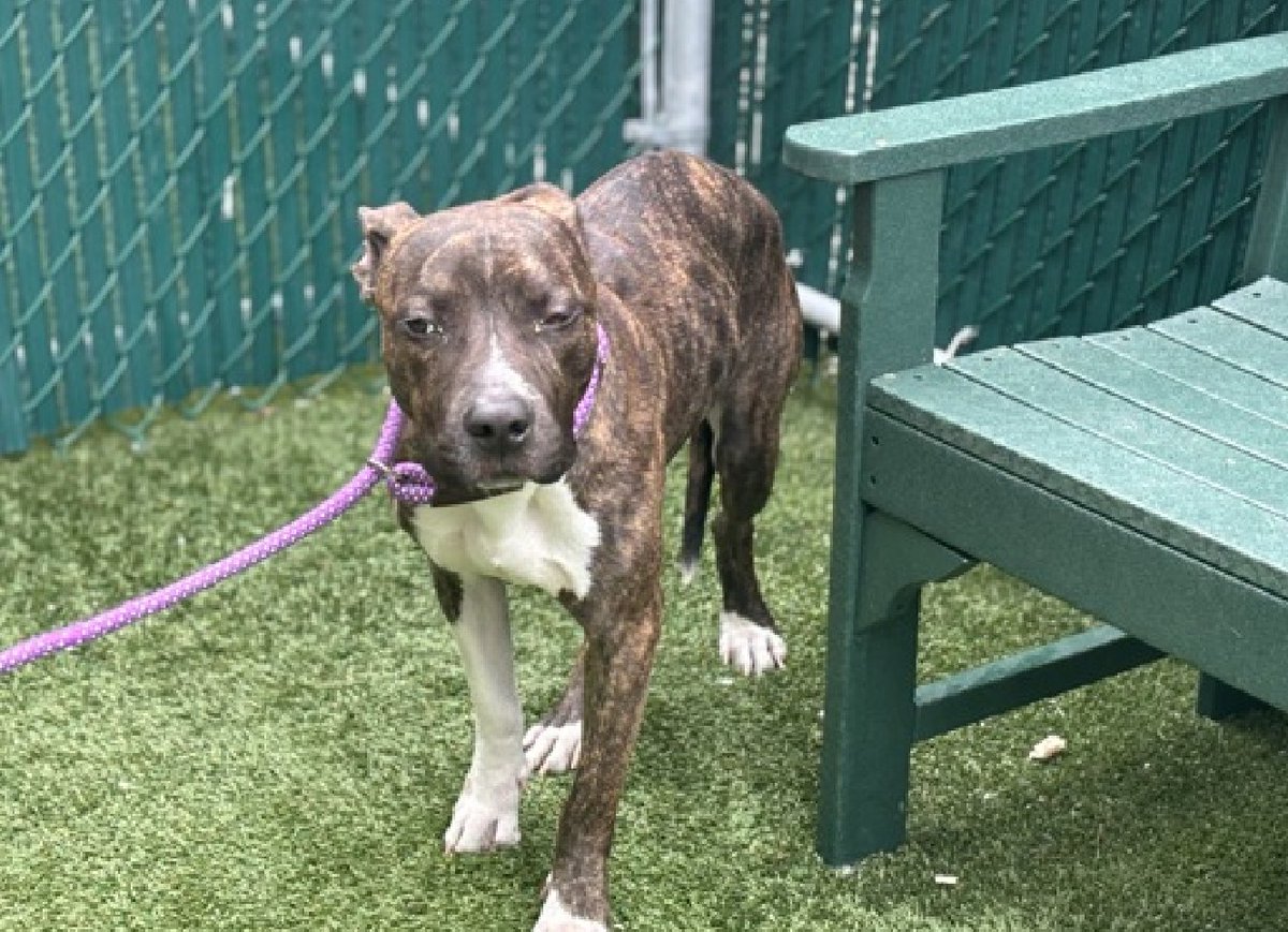 🐾1-y/o Tinker found in a park, tied to a tree in early April & brought in by police. Scared but social w/ familiar staff, seeks attn, playful, wags greeting dogs. Needs a foster offer by *5/11* nycacc.app/#/browse/197228