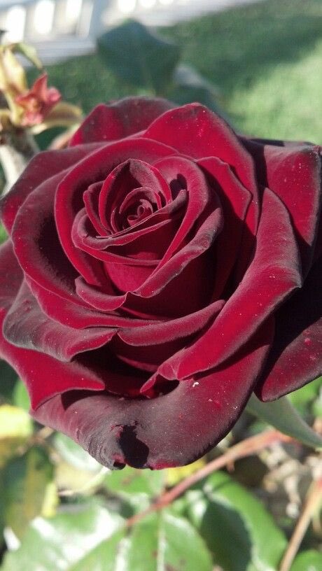 THIS ROSE IS THE TEA BLACK ROSE BACCARA AND IT MEANS ETERNAL LOVE SEBACIEL IS CANON😭😭😭😭‼️‼️⁉️‼️‼️⁉️‼️‼️‼️🤯🤯🤯🤯🤯🔥🔥🔥🔥❤️‍🔥❤️‍🔥❤️‍🔥❤️‍🔥