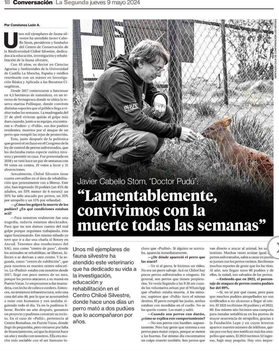 cleporati's tweet photo. Este año han ingresado en el centro de conservación “Chiloé Silvestre” 20 pudúes, la mitad atacado por perros, un 35% por atropello y un 15% por orfandad.
Necesaria entrevista de @cotileon a Javier Cabello, Doctor Pudú. https://t.co/xAmIoqEQeD