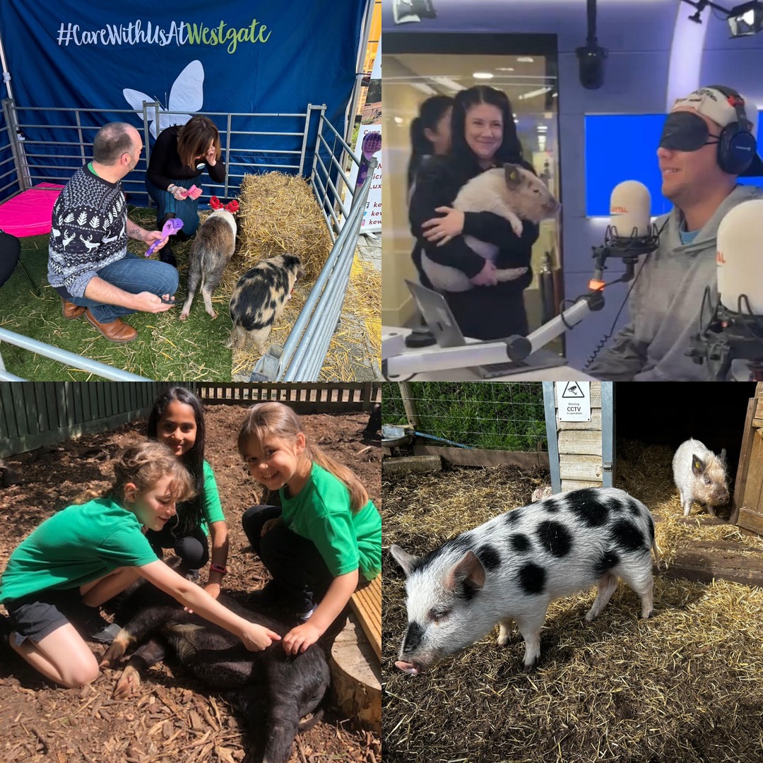 BOOKING NOW! We love to attend your events! Our show pigs love to party and no assignment is not considered from corporate and filming to weddings and birthdays! Email events@kewlittlepigs.com to plan your perfect day! #micropigs #weddinginspo #weddings #pigs #animalfun