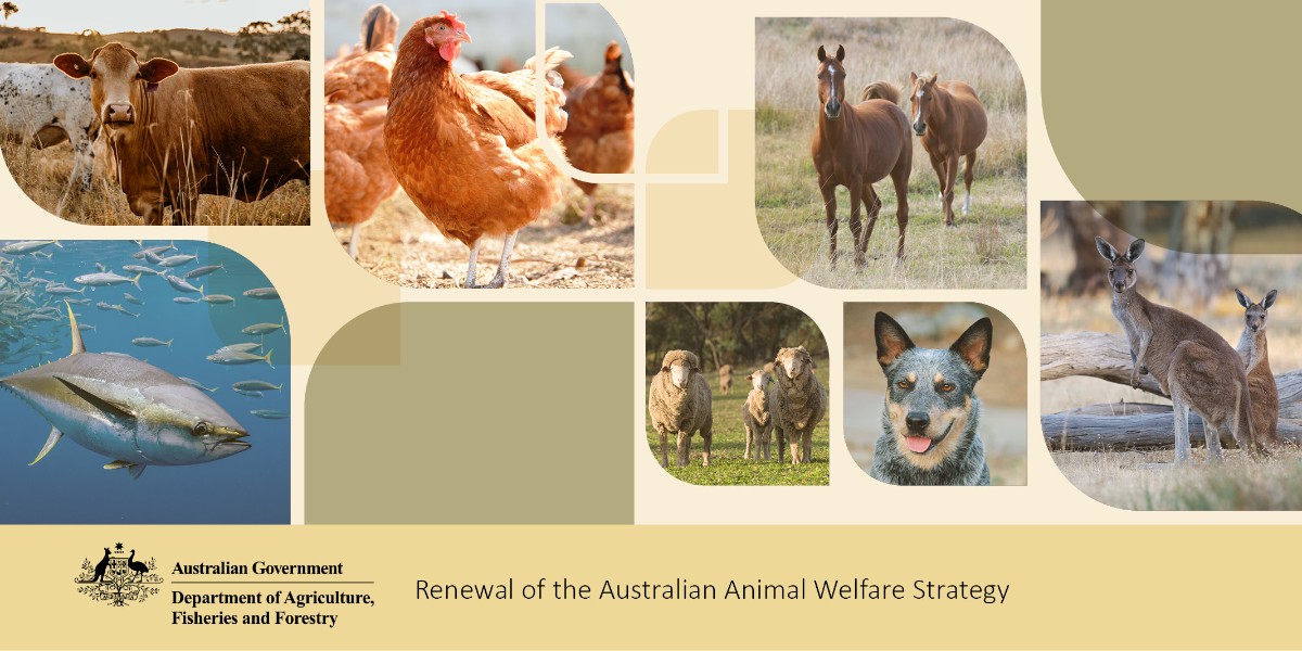 Consultation on the renewal of the Australian Animal Welfare Strategy has been extended. 

👉 Have your say today – visit: brnw.ch/21wJDvO

#AusAg #animalwelfare #DAFFgov #haveyoursay
