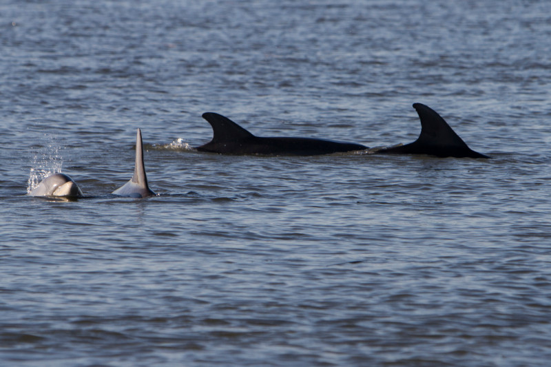 The entire coast of South Carolina is home to significant populations of resident dolphins. We also happily play host to migrating dolphins making their way up and down the Atlantic coast. 🐬 Here's some ways to see them! brnw.ch/21wJDw6 #DiscoverSC