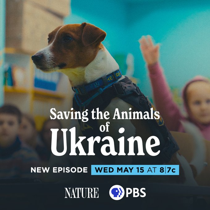 In the midst of violence and war, Ukrainian citizens are coming together to rescue animals that have been left behind by those forced to flee. 

'Saving the Animals of Ukraine' premieres Wednesday, May 15 on WCTE PBS. #NaturePBS