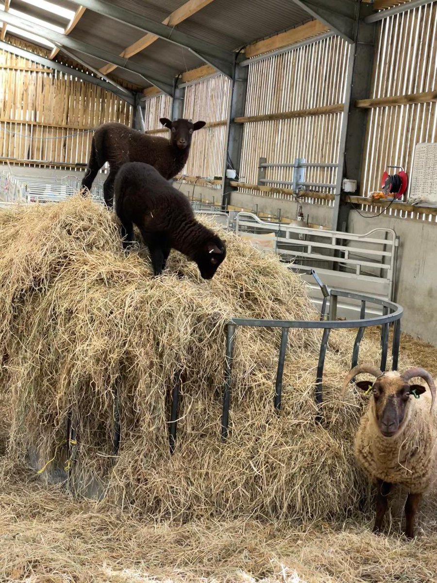 What do you mean it’s not a climbing frame? The one in front is our bottle fed lamb who is still always near her sister and Mum even tho mum refuses to feed her #manxloaghtan #rarebreed #nativebreed #lambing #farming #isleofman