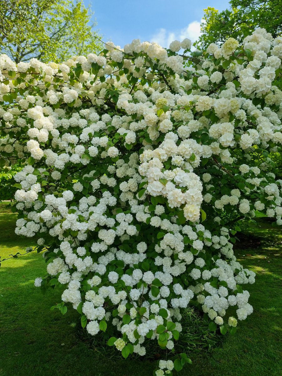 Snowball bush (viburnum opulus 'Roseum') in Parsonage Gardens #Didsbury #Manchester #Bloomtown #BlossomWatch #hanami