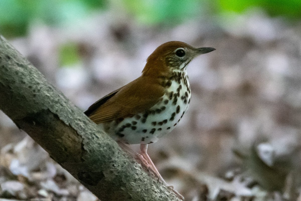 I went back to Windmuller park tonight and was delighted to see what I believe is a wood thrush, my favorite thrush. #woodside #birding #queens