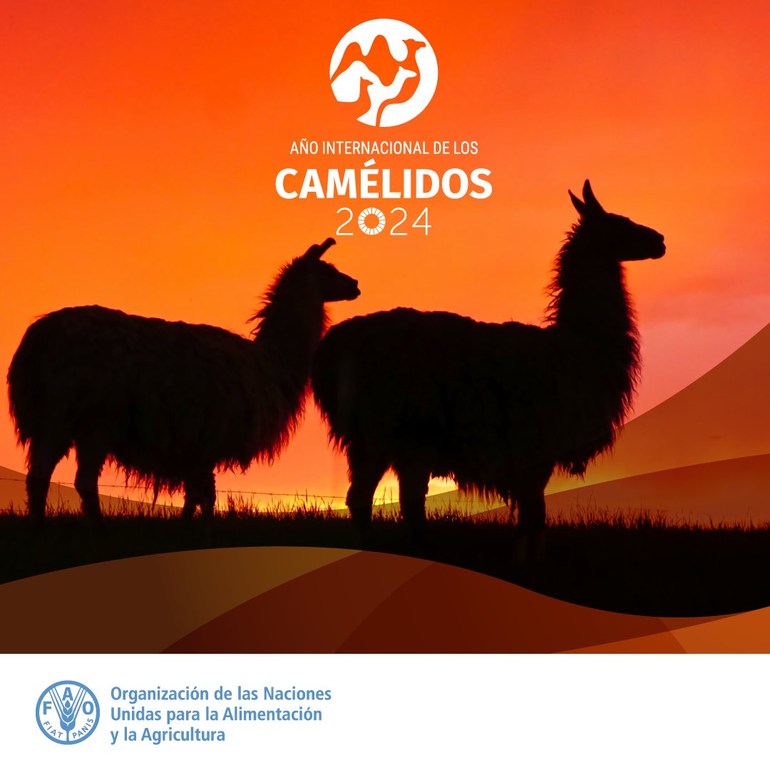 🦙🦙Los camélidos son héroes de desiertos y tierras altas, destacan por su potencial para impulsar la #seguridadalimentaria, #nutrición y reducir la pobreza. En 2024, la @ONU celebra el #AñoDeLosCamélidos. Descubre más en: ⬇️ fao.org/fao-stories/ar… #IYC2024