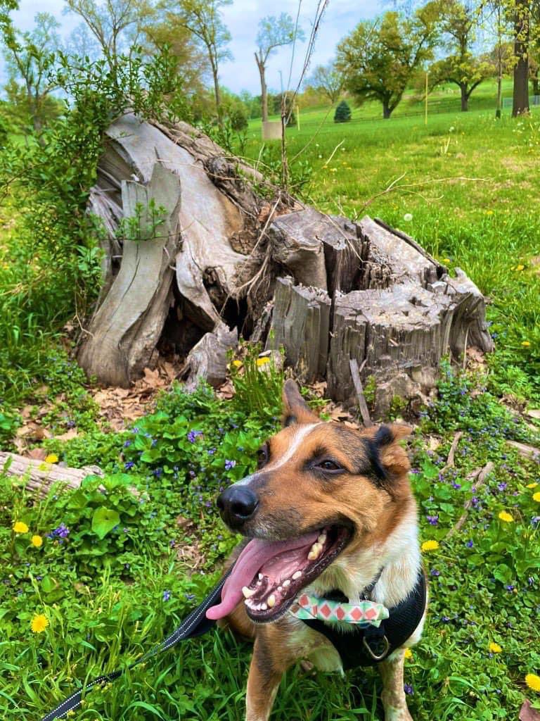 Day 9 #LostSockMemorialDay I found a Zombie Stump & noticed evidence of my ‘Rocket Sock’ with a Ransom Note! “Quigster, Will Give You Back Your Rocket Sock’, for 1 Million Peanuts!” The Squizzers! My Rocket Sock has been lost for a very longtime! 🚀🧦🐿️🥜
#PostAFavPic4VioletMay24