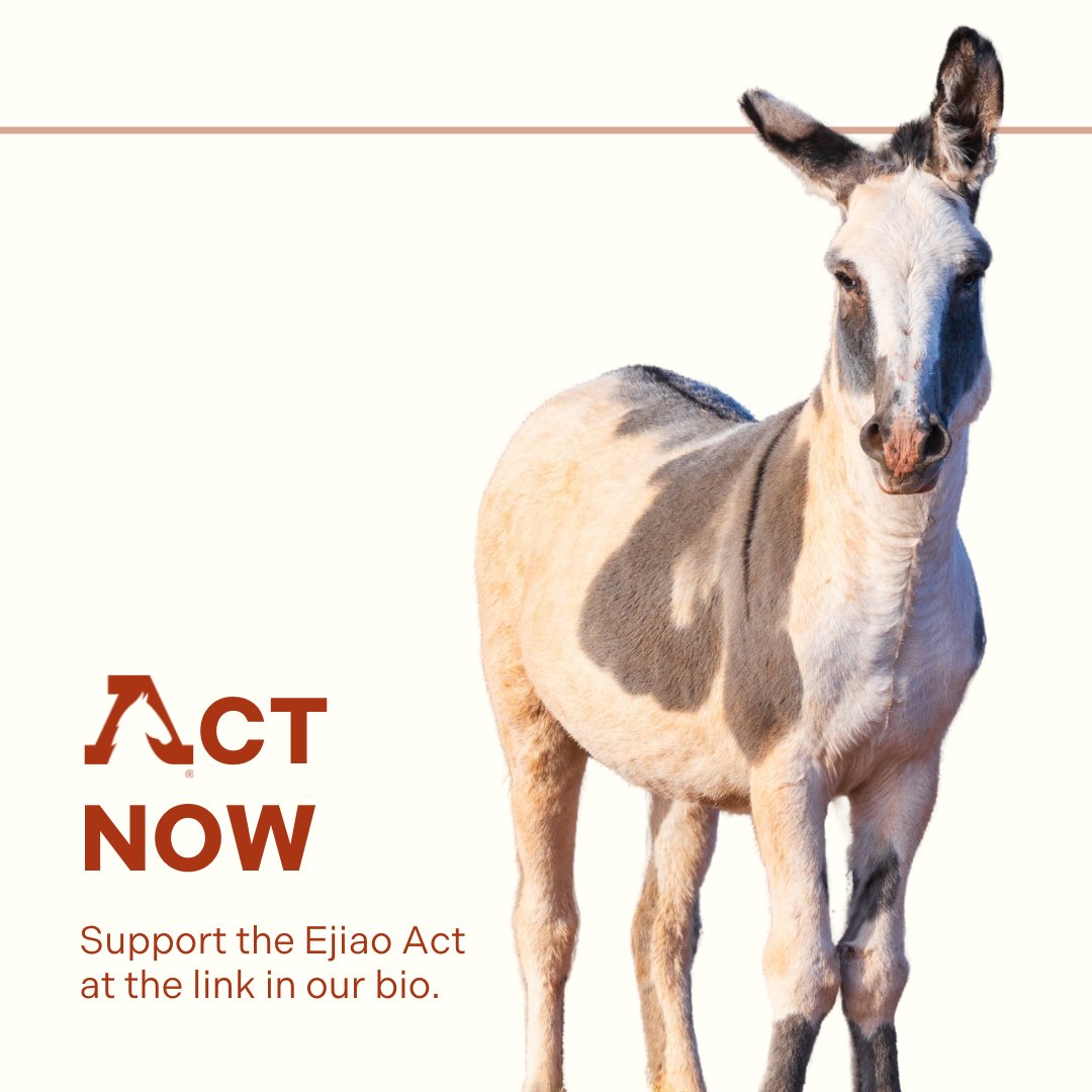 Each year, millions of donkeys are slaughtered for the production of ejiao gelatin. Rep. Don Beyer reintroduced the Ejiao Act to ban ejiao made from donkey skin in interstate or foreign commerce. Tell your representative to cosponsor the Ejiao Act here: americanwildhorsecampaign.org/demand-congres…