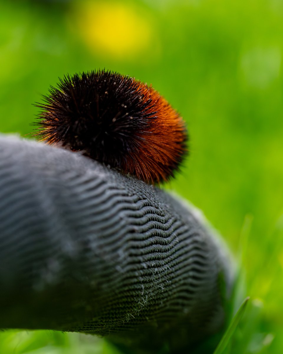 Wooly bear
#photography, #366photodgraphy2024, #potd2024, #photoaday, #everydayphotographer, #photooftheday, #pad2024-130, #macro, #bokeh, #upclose, #woollybear, #caterpillar, #backyardphotography, #furcoat