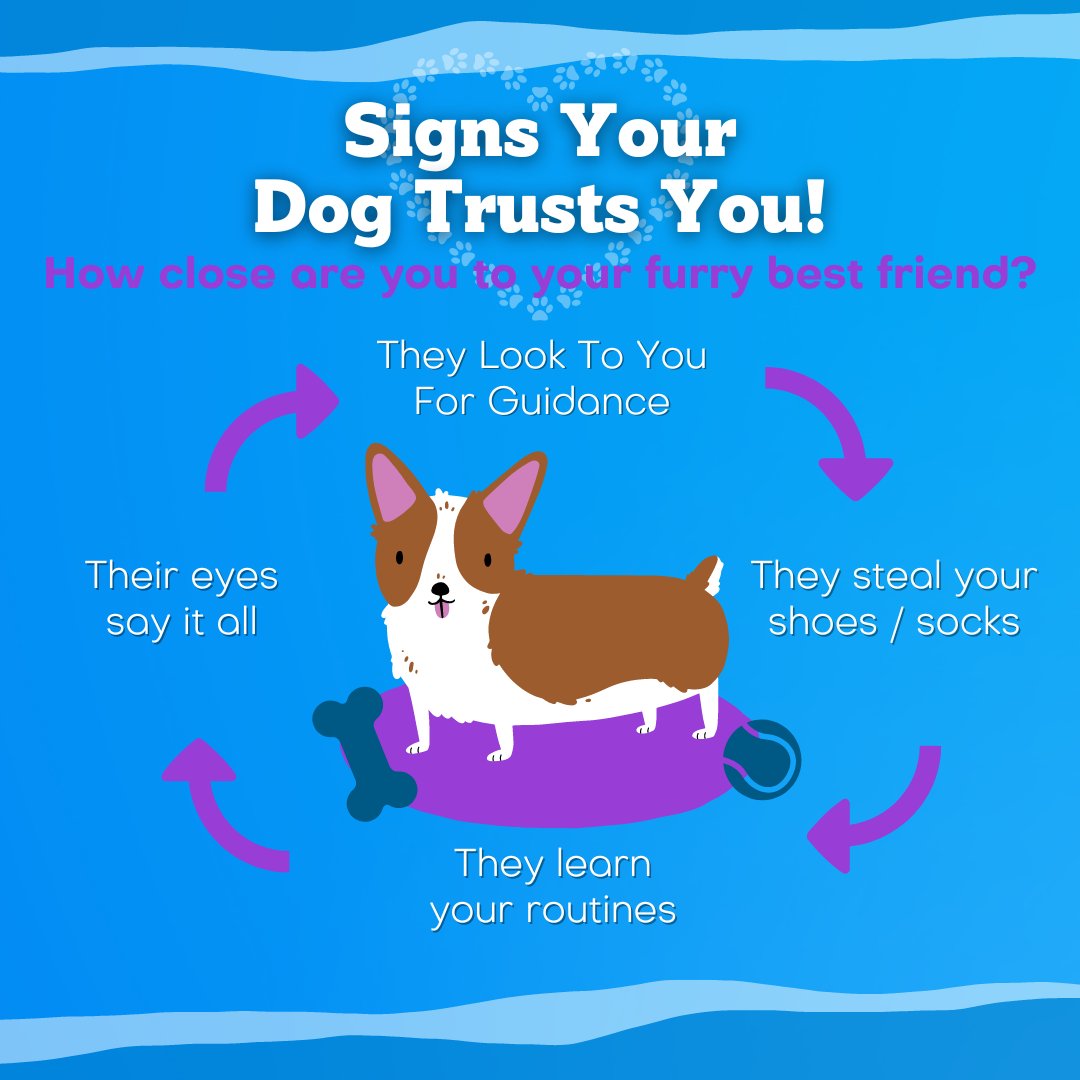 We know our dogs love us but, what are the signs they give when they fully trust us? 

Does your dog show you any or all of these signs? Tell us below!

#nuestapets #happypetsmakehappyhumans #animallover #loveisafourleggedword #bestwoof #dogslife #doglove #doggo #lovedogs