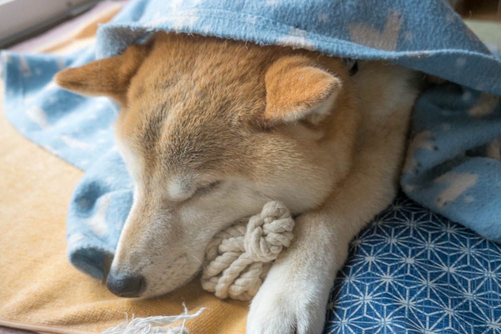 今日のムサシ                    
#柴犬 #愛犬ムサシ #犬のいる暮らし #動物好きな人と繋がりたい #動物癒し #犬好き #shiba #shibaken #dog #gooddog #bestdog #lovepets #bestestdog #花とムサシ #shibadog #柴犬 #今日のムサシ #柴犬のいる暮らし #犬好きさんと繋がりたい