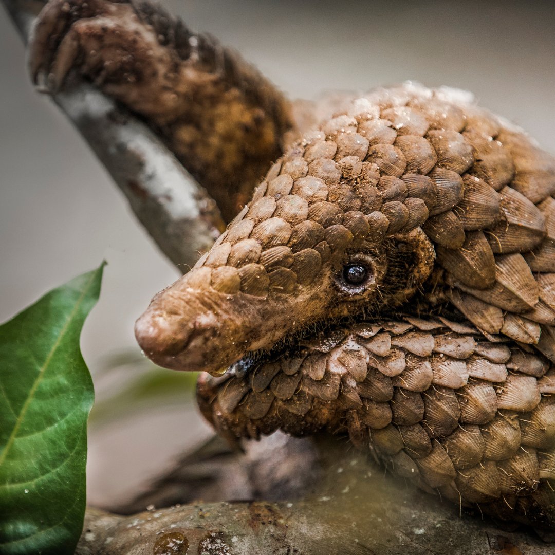 Pangolins have survived for over 80 million years. However, the demand for pangolin meat and scales is pushing all 8 species of these shy, gentle animals to the brink of extinction today. We're working to reduce the demand for pangolin parts. Learn more: wildaid.org/programs/pango…