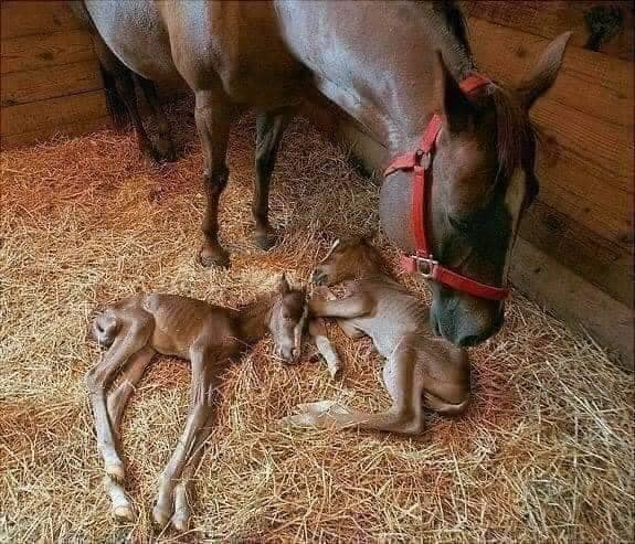 Newborn Twins! very, very Rare in Horses
Amazing World
