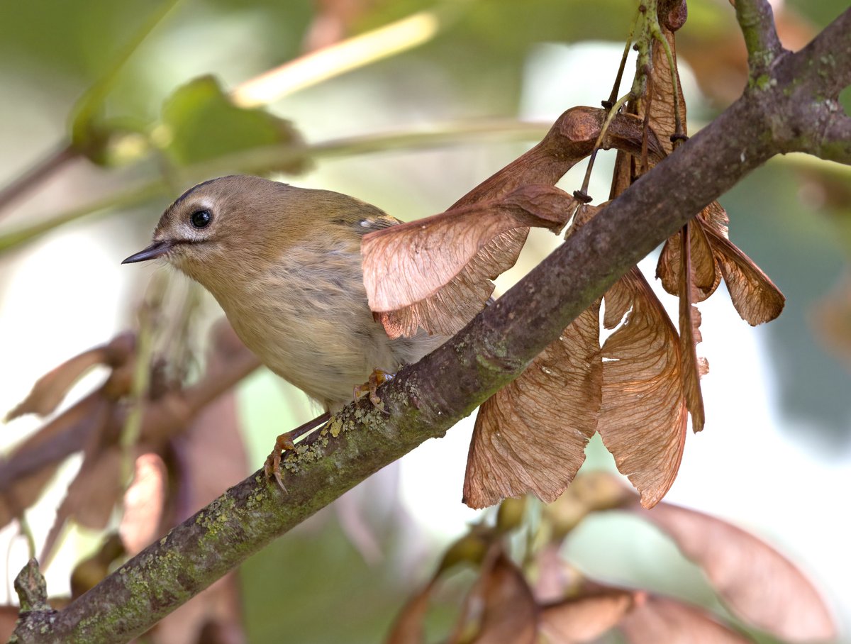 Goldcrest. Dartford Kent