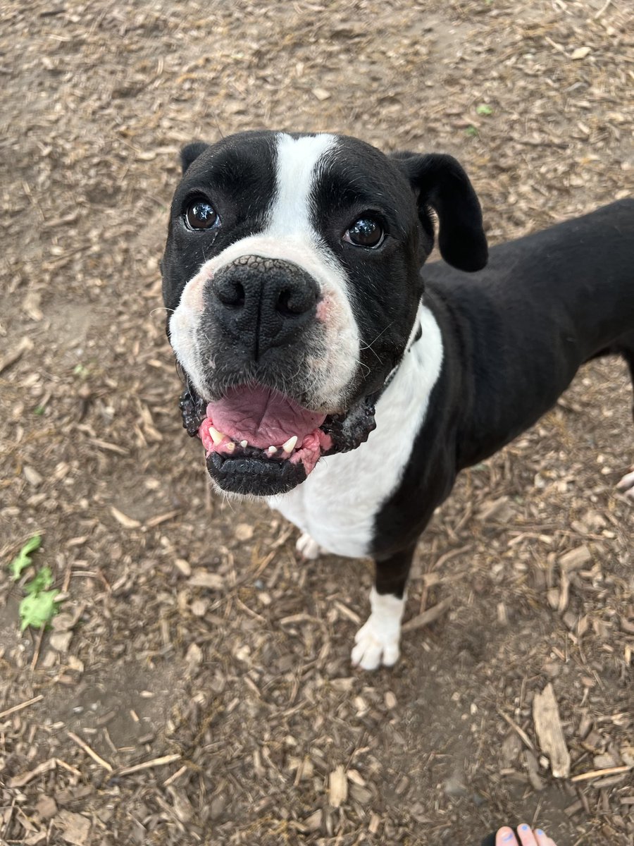 Tilly wants a foster so badly. This former mill mom is located in a kennel on #LongIsland. This girl loves other dogs & kids . Housebroken, crate trained & fun! Fully vetted. She’s ready to roll into a new family. #boxerdogs #rescuedogs #boxerdoglovers #adoptables #adoptme #dogs
