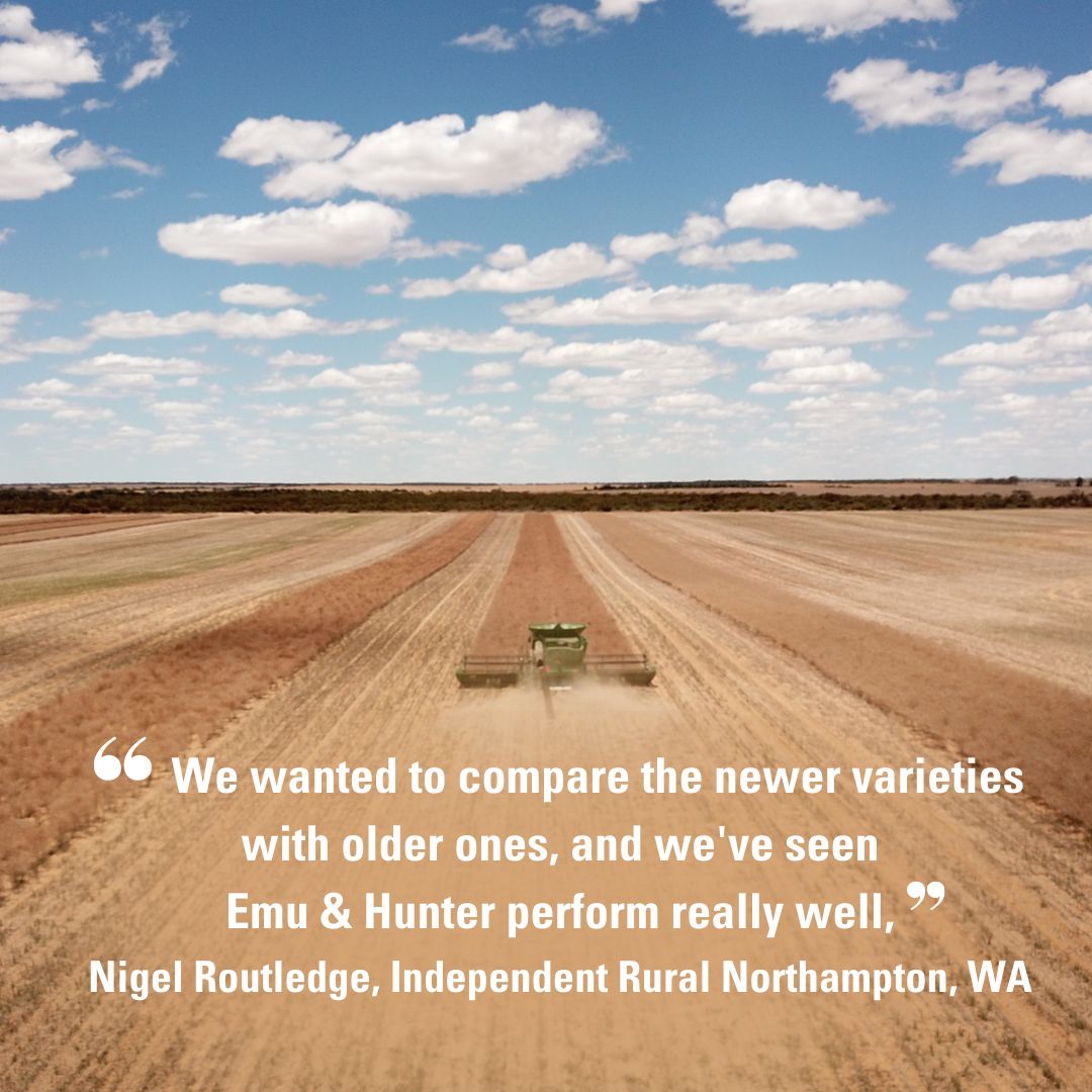 NufarmSeedsAU's tweet image. 🌱Nuseed’s CAT program allows growers like @NigelRoutledge to trial new seed varieties in their own paddocks.

“We wanted to compare the newer varieties with older ones &amp;amp; we’ve seen Emu &amp;amp; Hunter perform really well.”

That’s just one way that Nuseed delivers #ValueBeyondYield