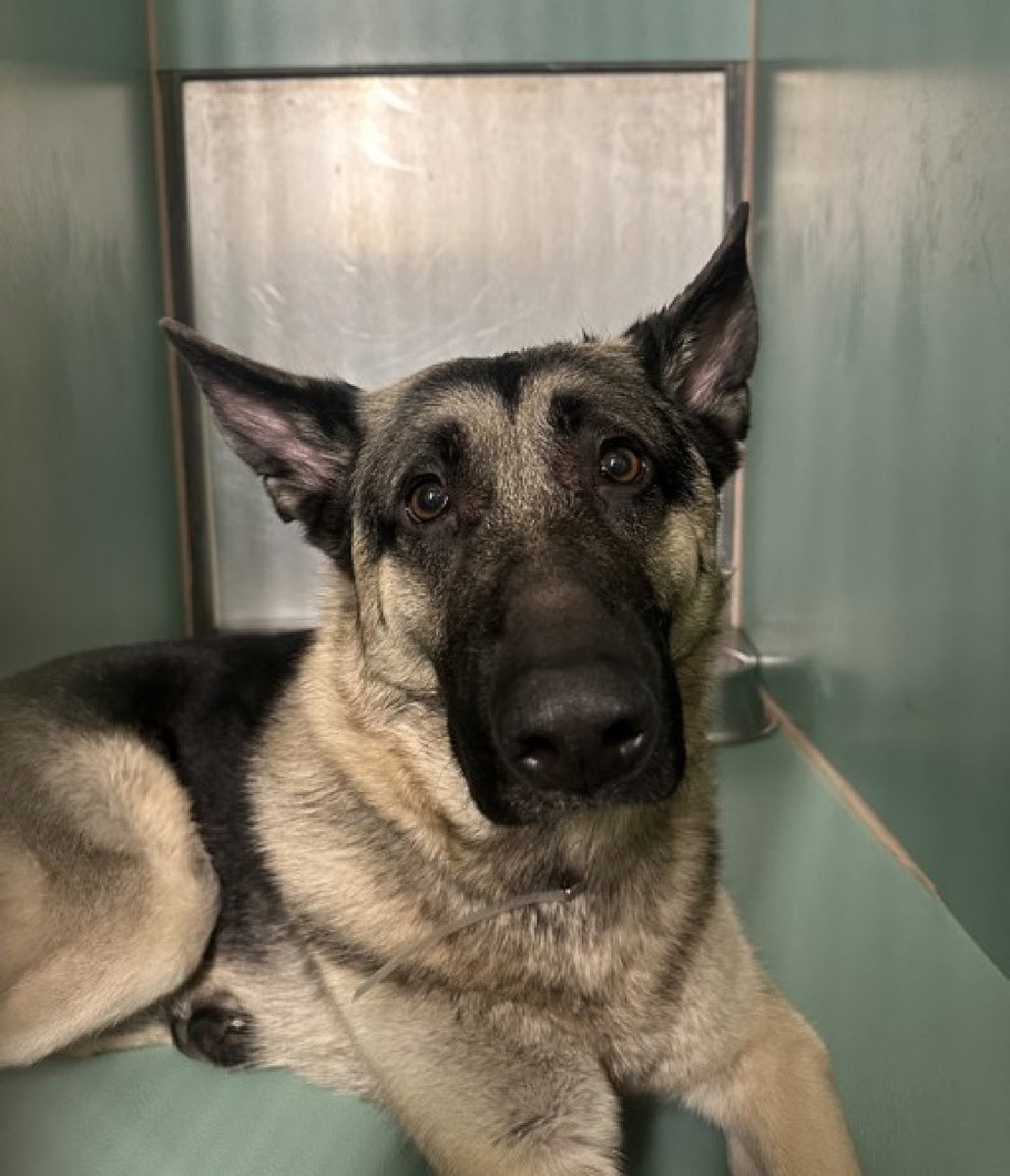 Wrenched from his home because his owner was arrested, Storm 198595 arrived April 25 and is now struggling with his loss. Pacing, spinning and whining in his kennel, this handsome 3 year old is anxious and TBK Saturday in NYCACC. A dog who's in distress and in need of help before