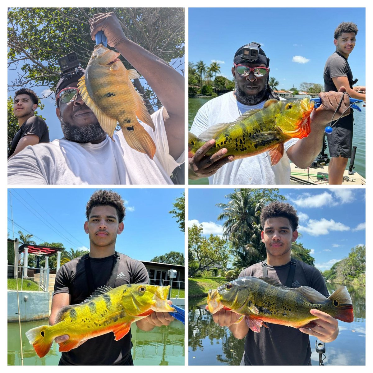 @RomanTillmon Humbled Me With 7 Trophy Sized Peacock Bass To My 3 😪...So Since A Bet Is A Bet 👉🏿 ROMAN TILLMON IS THE BEST FISHERMAN IN THIS FAMILY 🙄🙄🙄 #MIAMIFLORIDA #LIKEFATHERLIKESON Fishing And Football 👉🏿 ITS WHAT WE DO 🤷🏿‍♂️