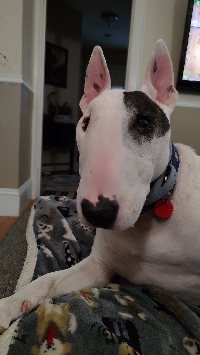 rexthetvterrier's tweet image. New tonight 
#911onABC 
#SoHelpMeTodd
#Elsbeth