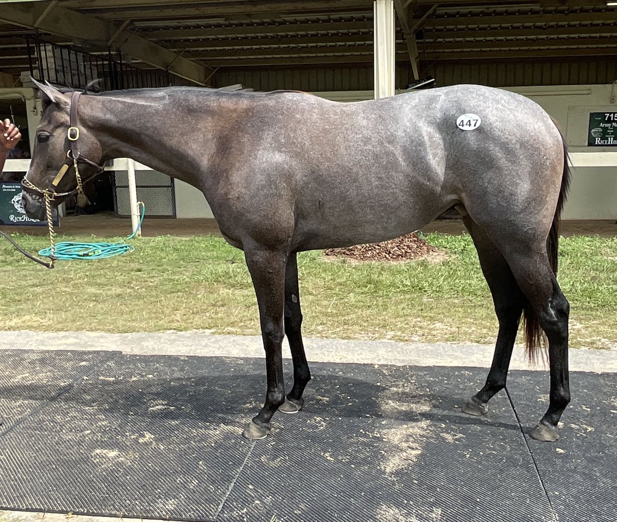MeahLloyd's tweet image. Trotter won a mdn special weight this afternoon in dominant fashion @HorseshoeIndy, she was a June @OBSSales purchase for only $37k. She’s by @spendthriftfarm’s Cross Traffic, who we feel is slightly under rated. #SearchingForValue #FromSalesToWinnersCircles