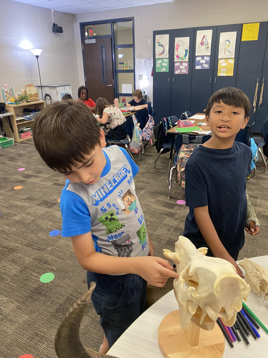 I signed up for the Animal Adaptations trunk via the Texas Wildlife Association 🐇🦔🦝🐗 There were so many cool skulls, pelts, & info about animals adaptations. Also, thx to Mrs. Gilliam for bringing in some items from her house to share. @HumbleISD_EGE