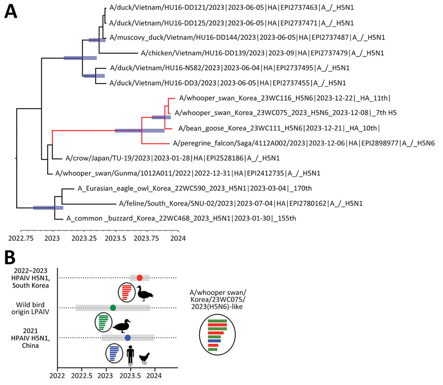Novel 2.3.4.4b H5N6 viruses emeged in Korea. all 8 genes shared highest nucleotide identity (99.77%–100%) w 2.3.4.4b H5N6 in peregrine falcon in Japan. N6 similar to H5N6 found in humans and poultry in China. 👉wwwnc.cdc.gov/eid/article/30…