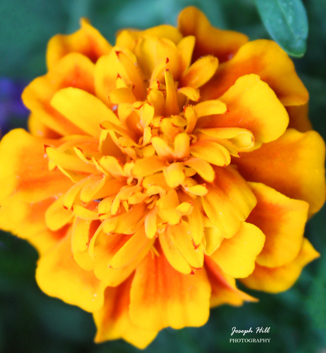 Marigold🌼
Photo By: Joseph Hill🙂📸🌼

#Marigold🌼 #flower #nature #spring #beautiful #colorful #Peaceful #NaturePhotography #flowerphotography #SouthernPinesNC #May