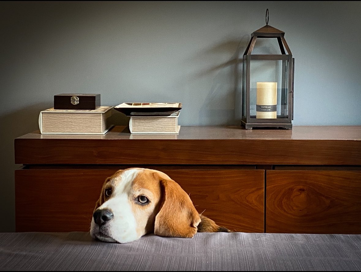 doloresrobles_m's tweet image. Jueves con toda la actitud, como #Musetta.

(Ya quiero terminar esta pinche entrega del mal)