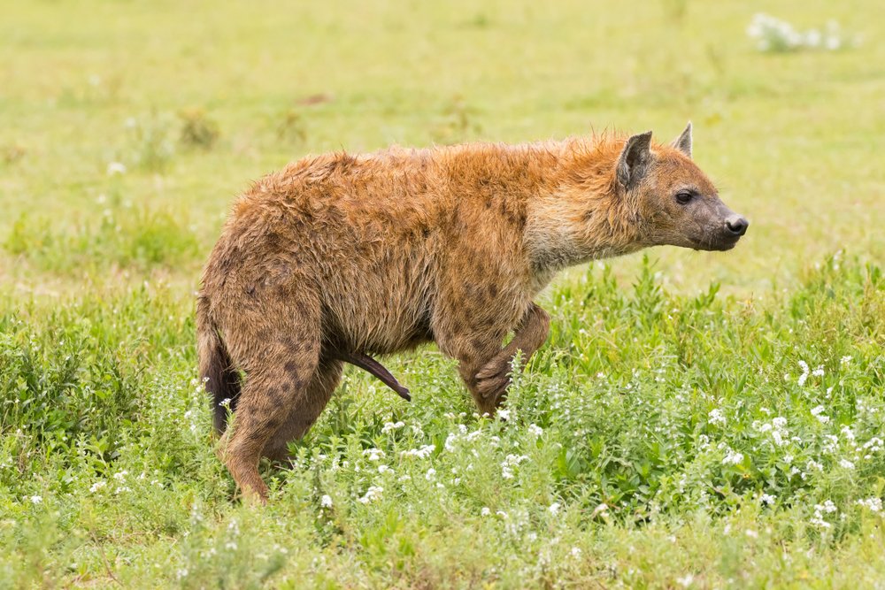 @joe_ch1p @Daderp1242389 @WinnowingWind @Mr_Reality5 @tonysullybooks @ClassicAmmyn @CartlandDavid This is a spotted hyena, that all biologists classify as female. 

She has more testosterone than the male, is bigger than the male, and has a very evident enlarged clitoris that can appear like a penis.

Under your 'complex set of variables' model, is she female?