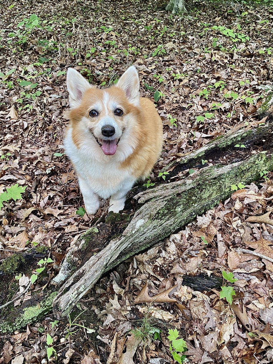 Kentucky’s Thursday…🐾 Cc The Wonder Corgi @yestv @Kentuckyweather @JoshFitzWx @AmandaBarren @TWCAlexWilson @AlexWalkerTV @WSAZBrandon @JimWKYT @JimCantore @brobwx @weatherchannel @ChiliWX @SpencerWeather @JenCarfagno @tcavalierWSAZ @AdamBurnistonWX @nwsjacksonky @meteojoe