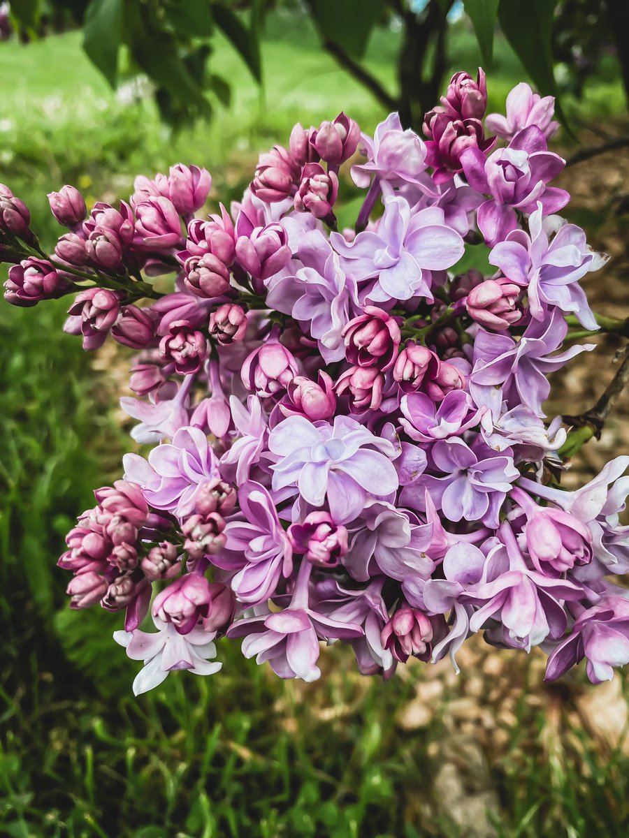 _LiteraryKat_'s tweet photo. ๐ฅฐ๐๐ Lilacs are my FAVOURITE flower! They have the most divine scent! It brings on a strong sense of hiraeth for me. I wish I could bottle it up and have it all year long! Taken in #NiagaraFalls, Canada today.
#flowers #springtime #lilacs #hiraeth #love #springtimeflowers https://t.co/EQwDMenL41