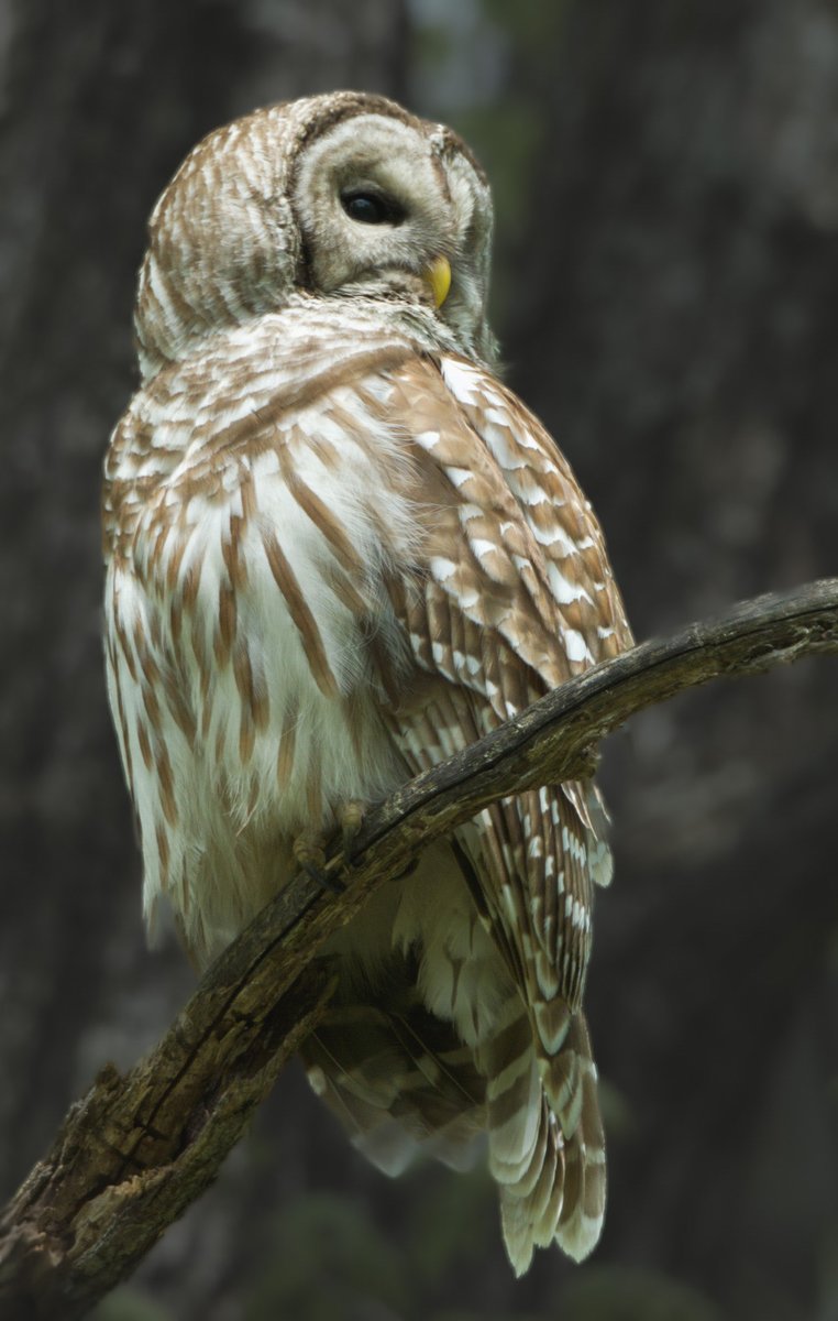 Good Night.  #Nature #Wildlife #Photography #PhotographyIsArt #BarredOwl #Owls #Harry