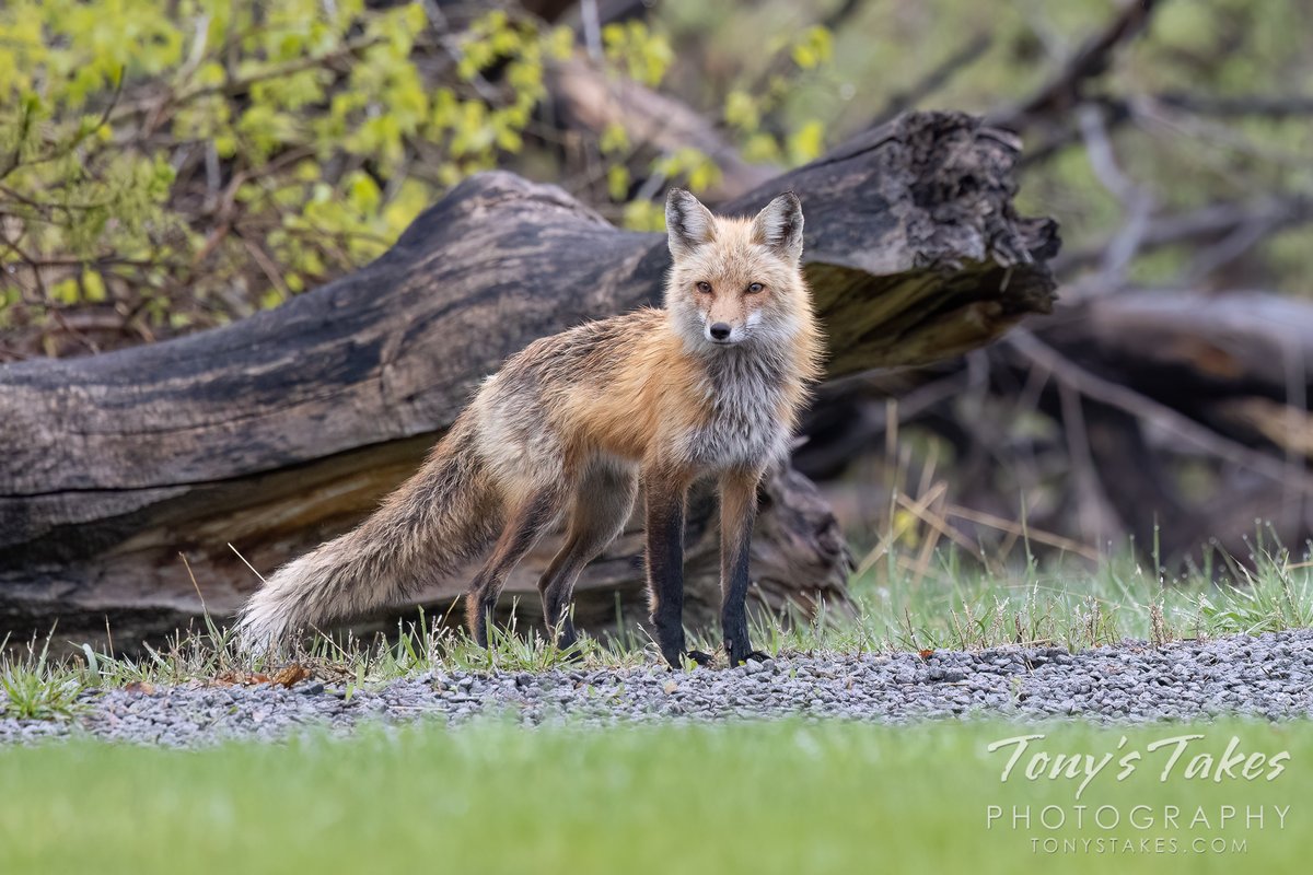 Red fox standing watch over the family home. Little evades the fox’s keen eyes and ears and that apparently includes clumsy photographers. 😉 Rearranging my position almost had it figure out my hiding spot. #fox #redfox #wildlife #wildlifephotography #Colorado #GetOutside