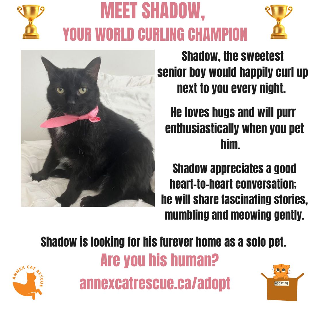 Check more at annexcatrescue.ca/adopt
#adoptablecats #annexcatrescue