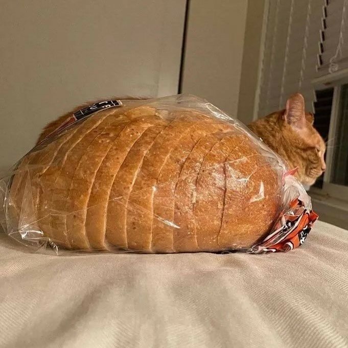 WeAssessCats's tweet photo. Fresh orange loaf 🍞 https://t.co/amqLO9cTzT