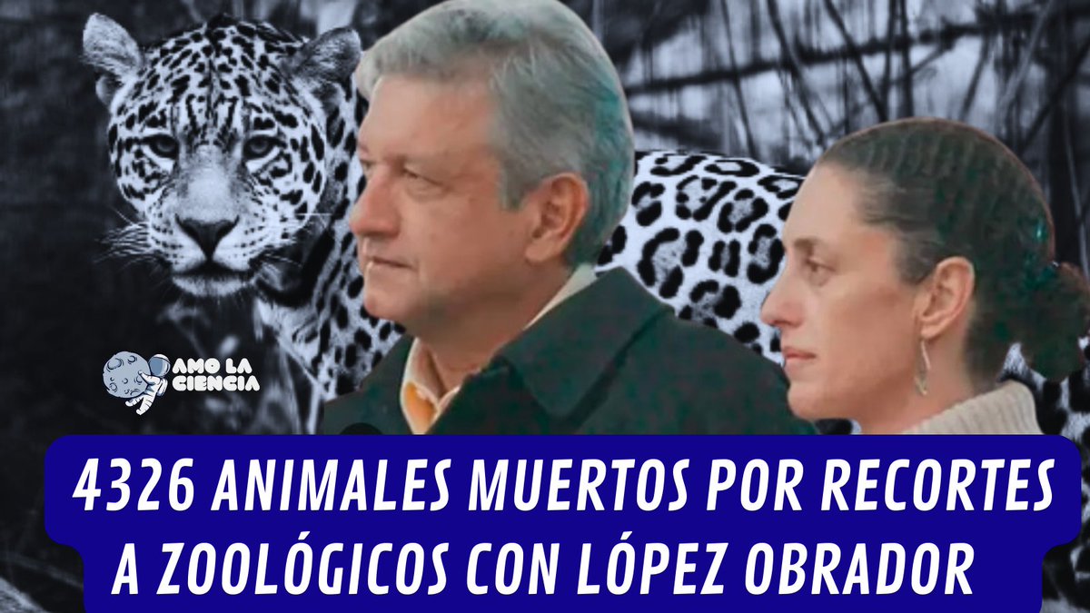 YoAmoaLaCiencia's tweet photo. Bajo la gestión de AMLO como Jefe de Gobierno, murieron 4,326 animales en zoológicos capitalinos.

Claudia Sheinbaum no fue la primera en implementar recortes a los zoológicos de la Ciudad de México. 

Esta política fue iniciada por Andrés Manuel López Obrador durante su mandato como Jefe de Gobierno.

Fue él quien extinguió el Fideicomiso Programa Integral para Parques y Zoológicos, lo que resultó en consecuencias trágicas: miles de animales muertos en zoológicos.