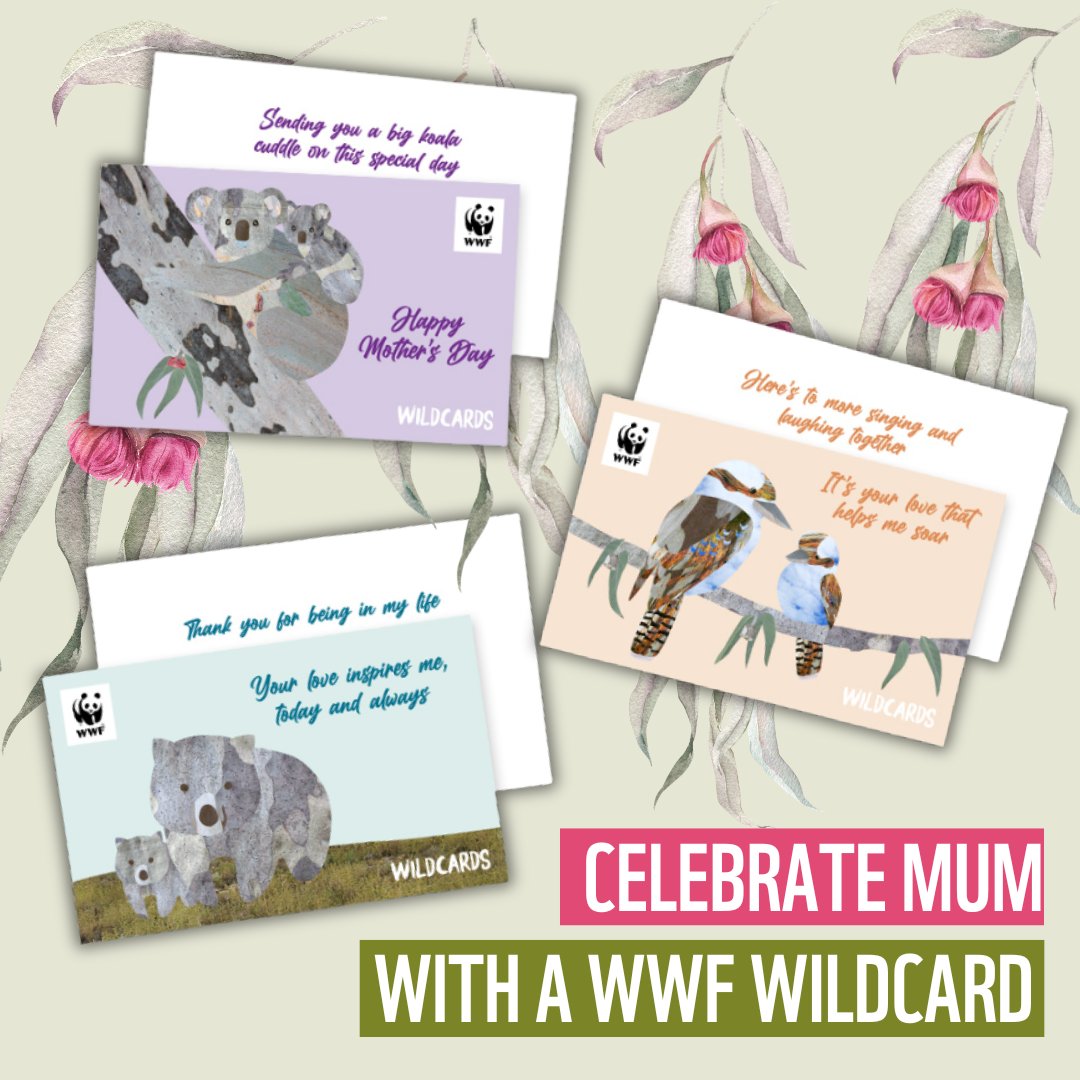 IF YOU’VE FORGOTTEN MOTHER’S DAY, WE’VE GOT YOU COVERED! 🤗🩷 Show Mum you’re thinking of her and help protect threatened wildlife with a WWF Wildcard. 🐾 Choose from 3 hand-illustrated designs featuring koalas, kookaburras or wombats. 💌 View here: discover.wwf.org.au/wildcards-for-…